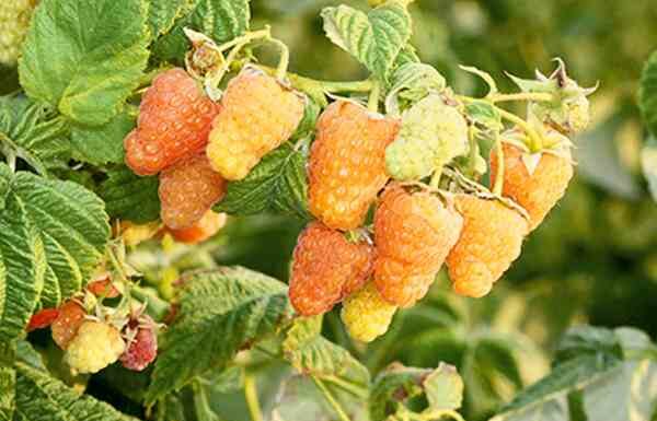 Малина ремонтантна кращі сорти.