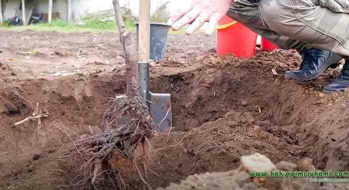 Як закласти молодий сад на місці старого?