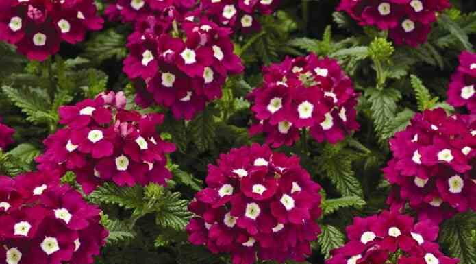 Невибагливі однорічники для дачі