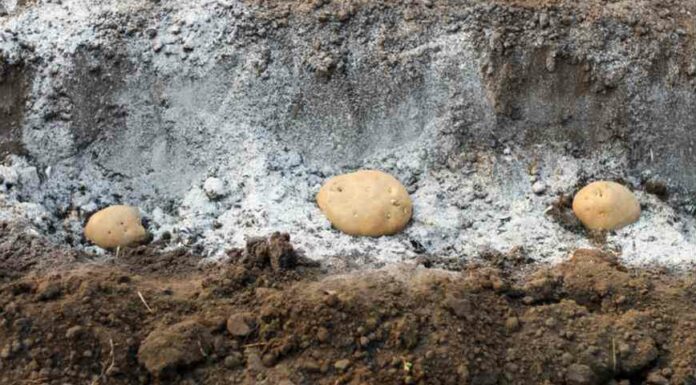 Насіннєву картоплю: як правильно відібрати і зберегти бульби картоплі для весняної посадки
