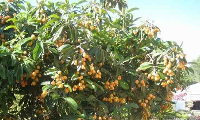 Мушмула японська (локва): умови вирощування, морозостійкість, властивості, цвітіння