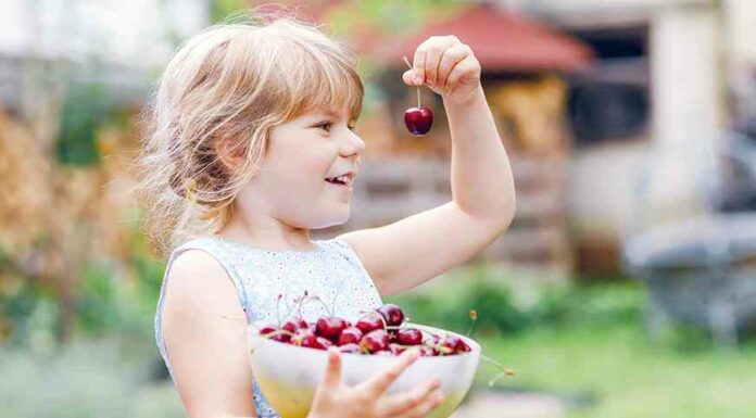 Короткий огляд кращих сортів черешні, вишні, сливи, горобини, абрикоса і фундука