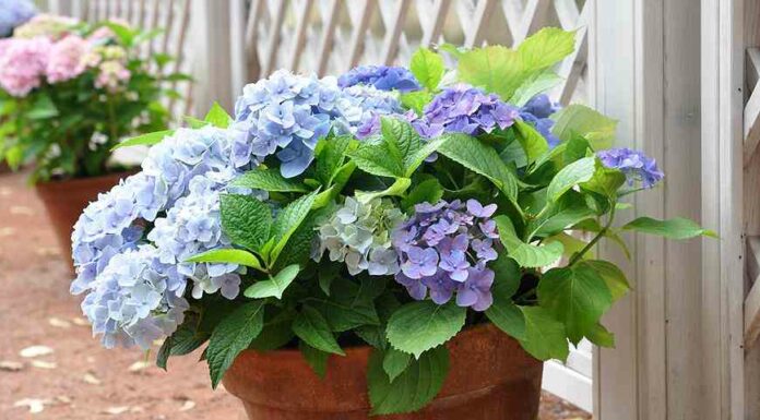 Секрети вирощування садових гортензій в горщиках в саду і вдома