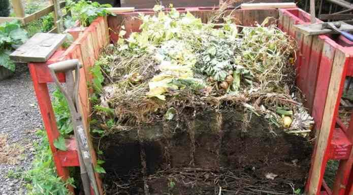 Як краще використовувати хвою на дачі?