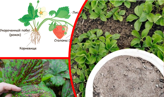 3 частих помилки в догляді за полуницею після плодоношення. Позбавляють доброї частини врожаю в наступному році