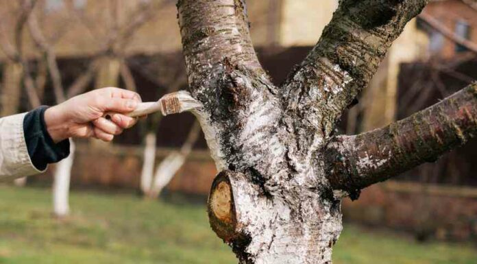 Чим швидко і ефективно обробити сад і город у вересні