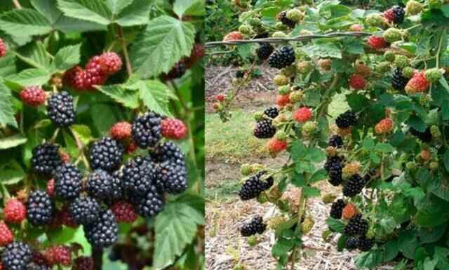 Чим відрізняється ожина від ожини