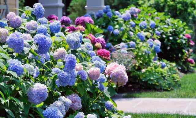 Як вибрати декоративні чагарники: основні критерії, популярні різновиди