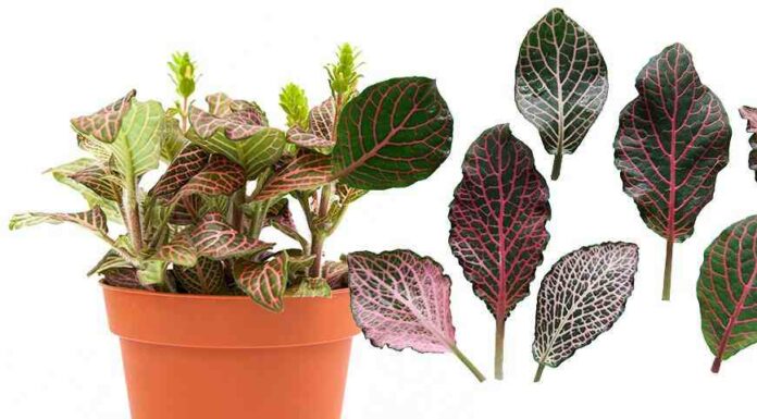 Фіттонія-невибагливий почвопокровник з яскравими листям