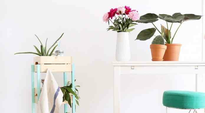 Які товари з ikea знадобляться для кімнатних рослин?