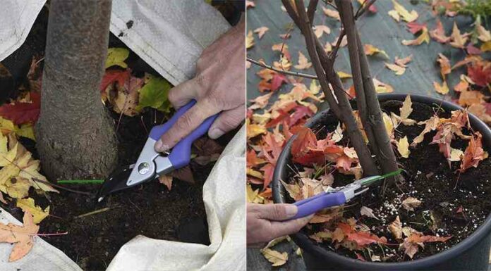 Висота щеплення: на що вона впливає і як її не сплутати з кореневою шийкою