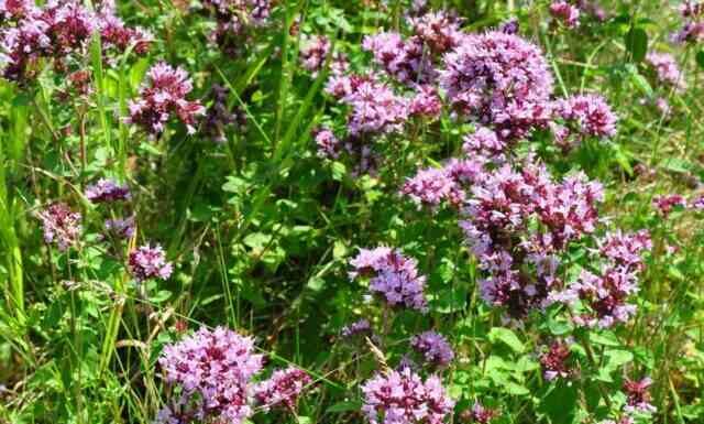 Альберт пірпойнт-останній кат імперії