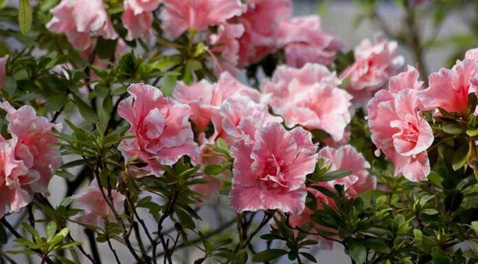 Найкрасивіші зимнецветущие кімнатні рослини: продовжуємо собі літо