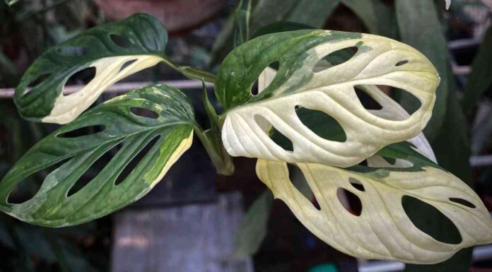 Найдорожчі кімнатні рослини 2021 року