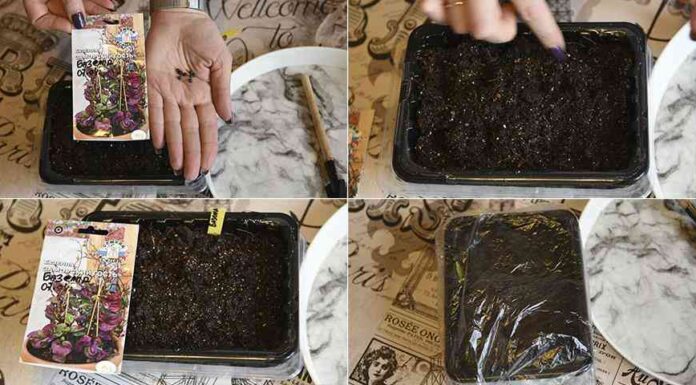 Як самому виростити вдома базелу з насіння: покроковий майстер-клас