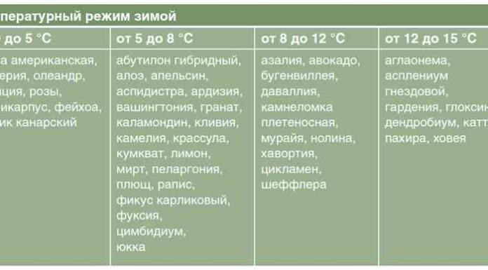 Яка температура потрібна кімнатним рослинам?