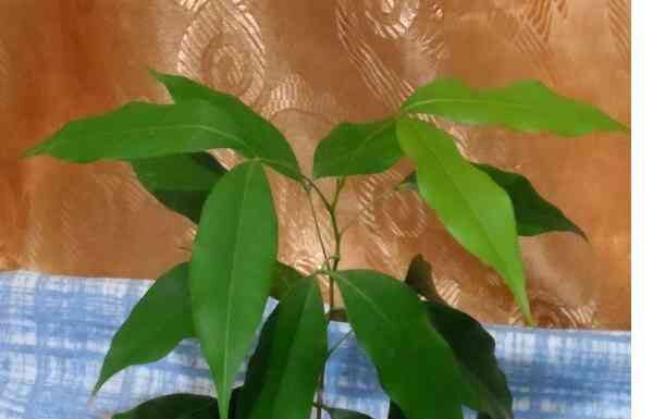 Лічі з кісточки