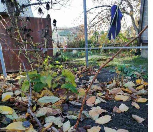 Три способи укрити виноград