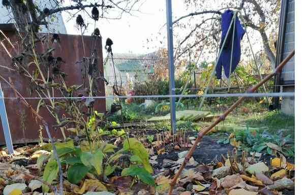 Три способи укрити виноград