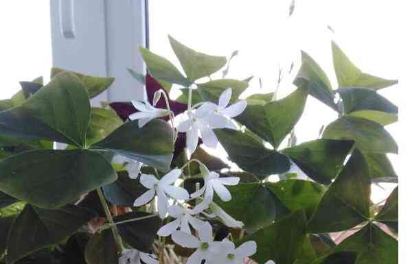 Квітка-метелик, або” мадам батерфляй ” завжди чарівна