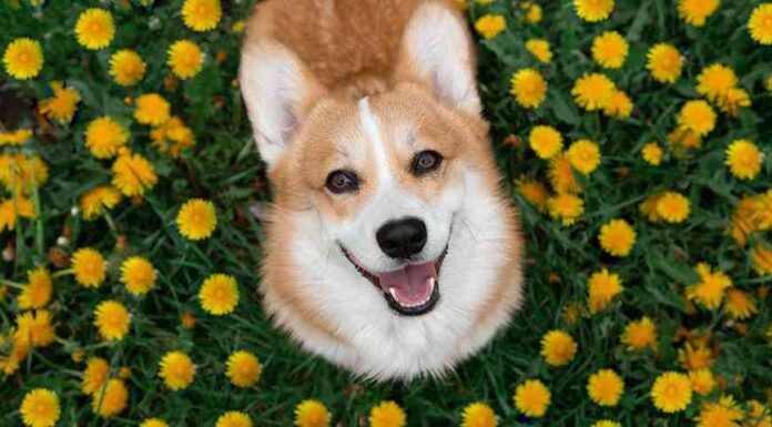 Квітковий гороскоп на 3-12 грудня: ваш квітка-кульбаба