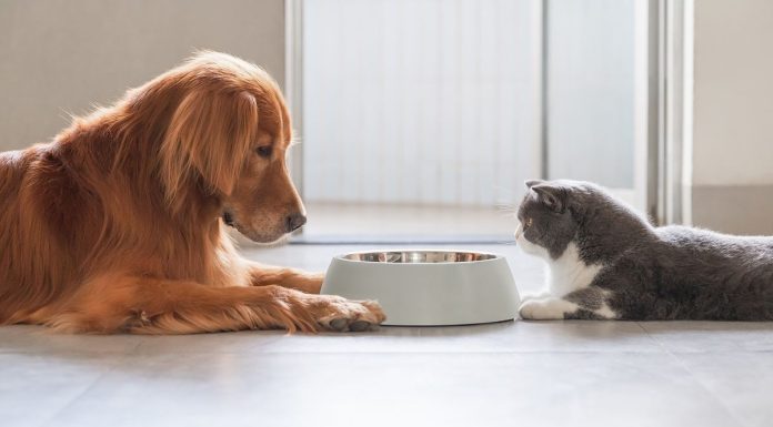 Чому Моя Собака їсть котячий корм? Чи всі собаки їдять котячий корм?