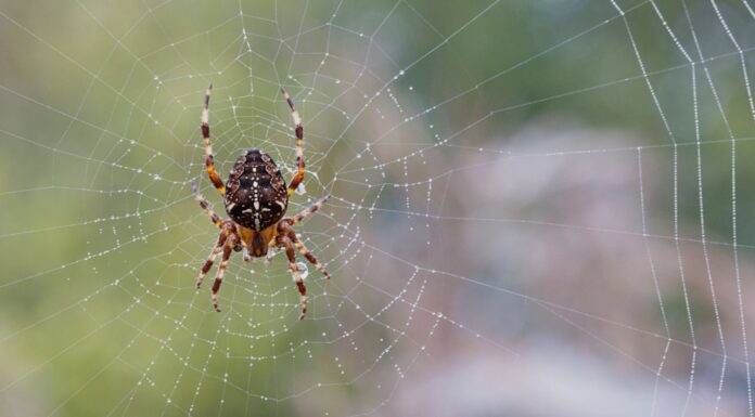 3 запахи, які павуки не витримують, заважають їм проникати у ваш будинок