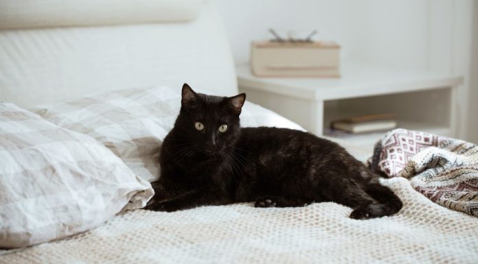 Чому моя кішка пісяє на моє ліжко?