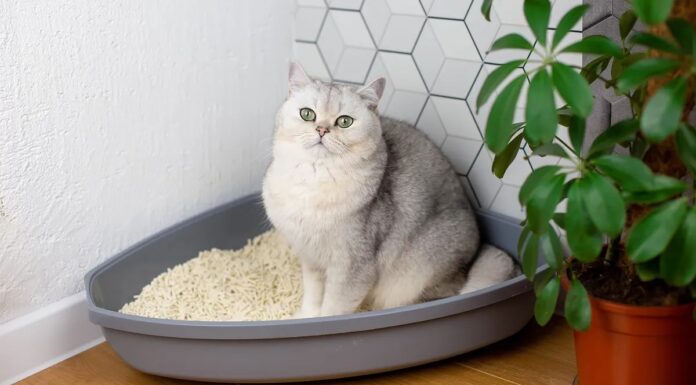 Чому Моя кішка лежить у ящику для сміття?