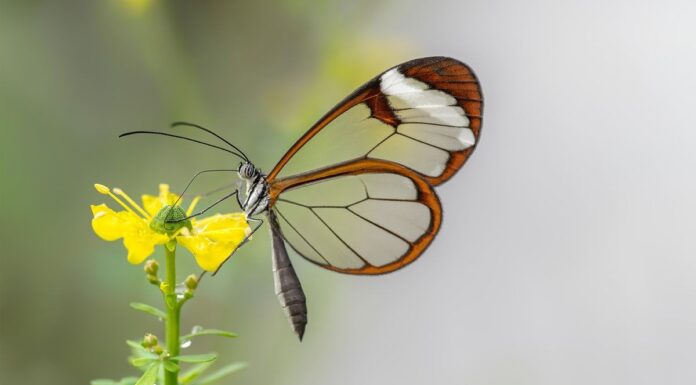 15 видів метеликів для виявлення (майже) кожного континенту