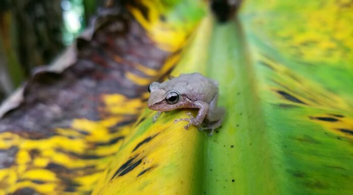 Coki Frog: Кохана в Пуерто -Циті, не так багато на Гаваях