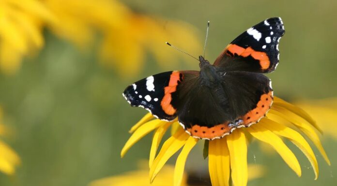 Червоний Адмірал Метелик: Знайшов аж від Європи на Гаваї