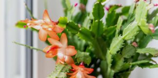 Чому ваш декабрист скидає листя (і як його врятувати)