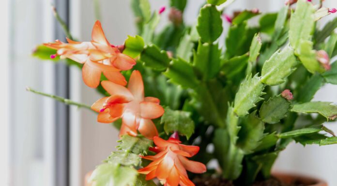 Чому ваш декабрист скидає листя (і як його врятувати)