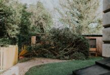 Вітростійкі дерева: які захистити (або видалити) зі свого двору