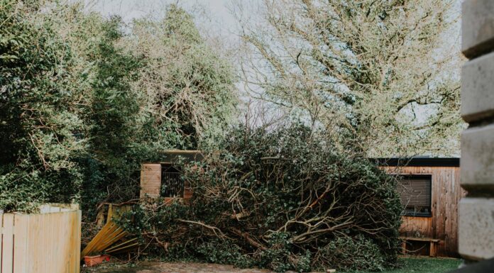 Вітростійкі дерева: які захистити (або видалити) зі свого двору