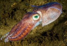 Як назвати групу кальмарів? Надзвичайно гнучка відповідь