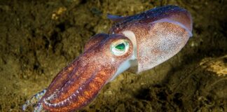 Як назвати групу кальмарів? Надзвичайно гнучка відповідь