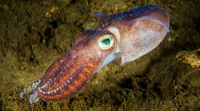 Як назвати групу кальмарів? Надзвичайно гнучка відповідь