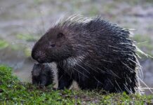 Колюча компанія: напрочуд вдала назва для групи їжаків