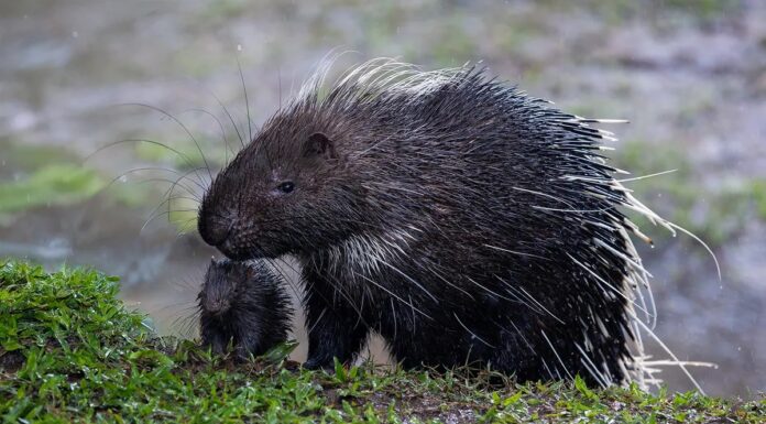 Колюча компанія: напрочуд вдала назва для групи їжаків