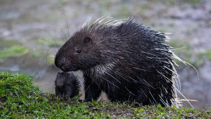 81a9f88f-9510-4c02-9f99-36d127b06ffa