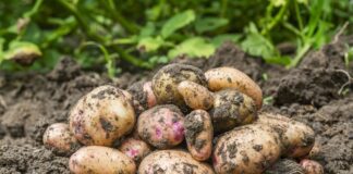 Quanto tempo ci vuole davvero per coltivare le patate? Una guida pratica
