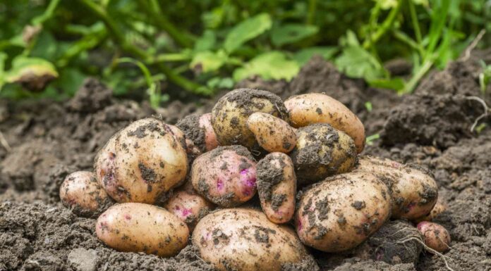 Скільки насправді потрібно, щоб картопля виросла? Практичний посібник