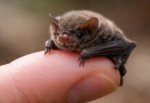 De kleinste vleermuis ter wereld: een hommel met vleugels