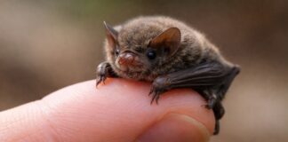 The World’s Tiniest Bat: A Bumblebee With Wings