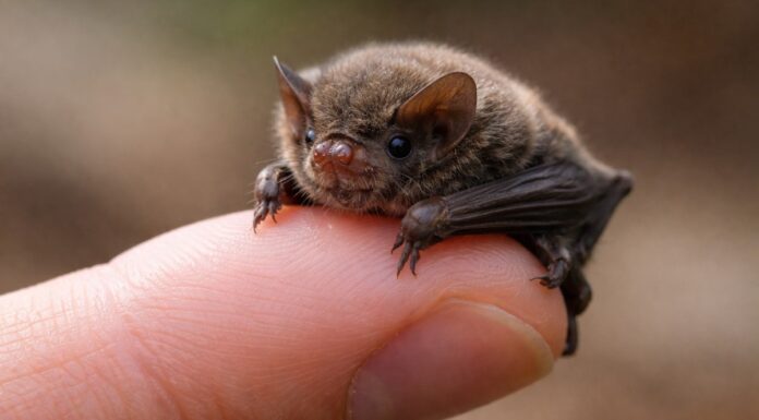 Найменша кажан у світі: джміль з крилами