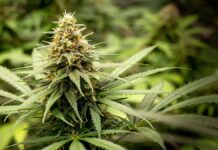 Varietà di cannabis: oltre le etichette Sativa, Indica e ibride