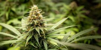 Сорта Каннабіса: За Межами Поділу на Сативу, Індику та Гібриди