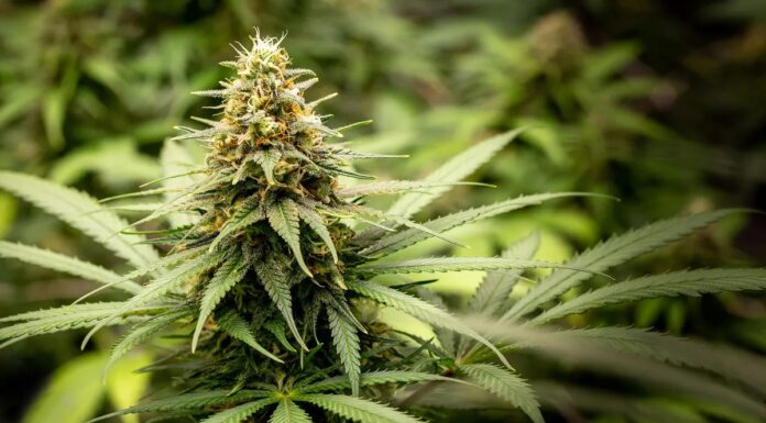 Сорта Каннабіса: За Межами Поділу на Сативу, Індику та Гібриди